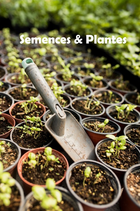 Semences & Plantes