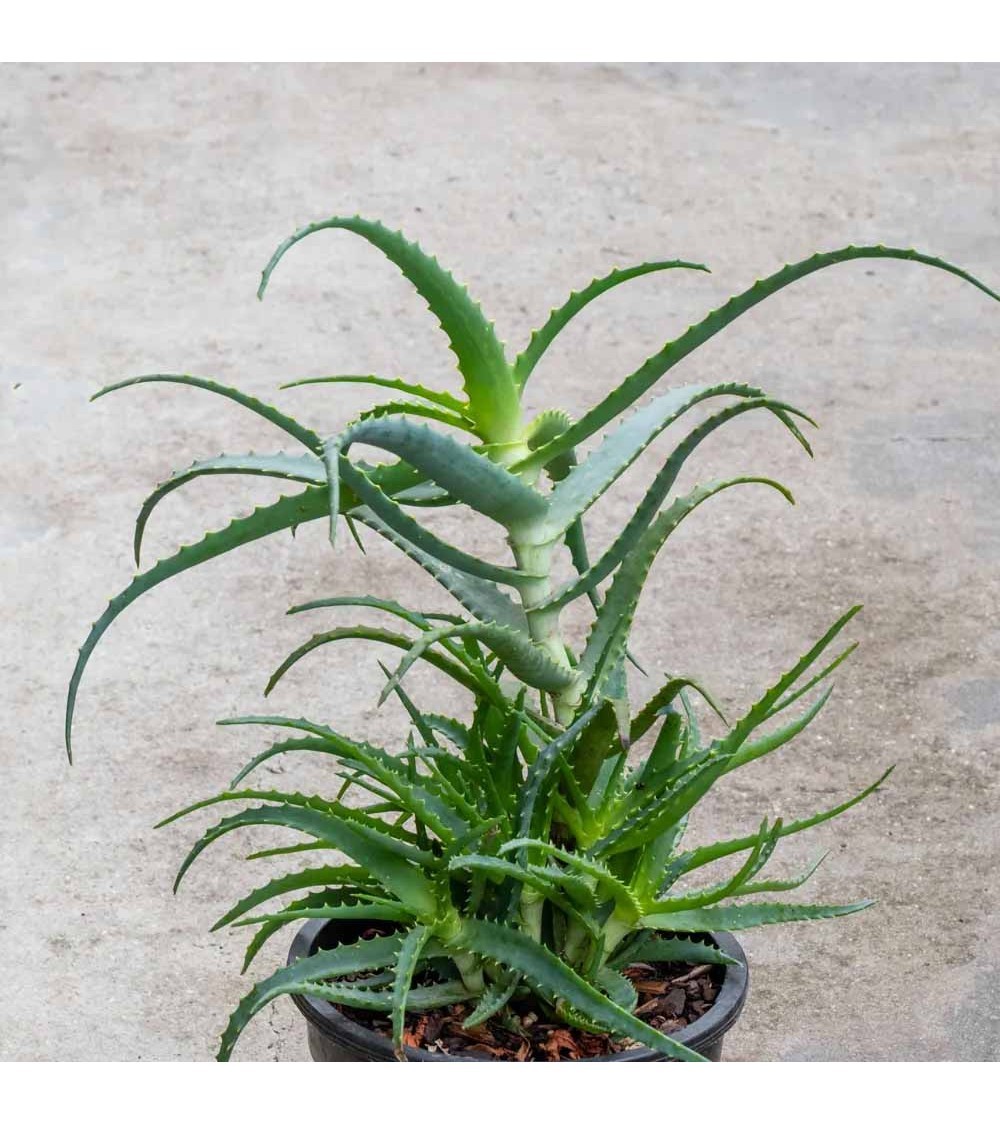 ALOE ARBORESCENS