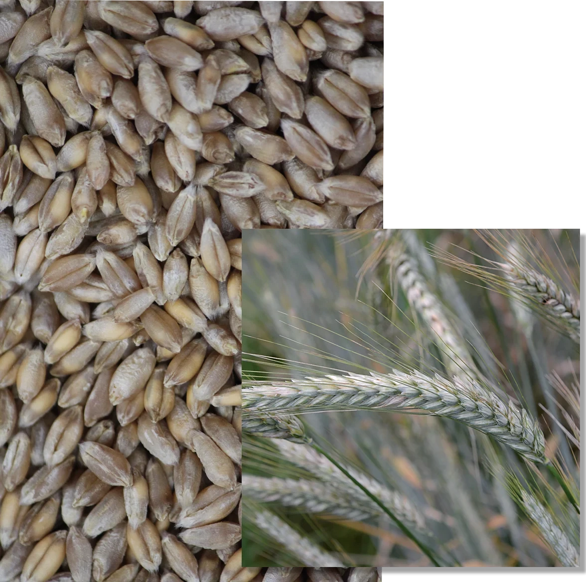 TRITICALE OMEAC